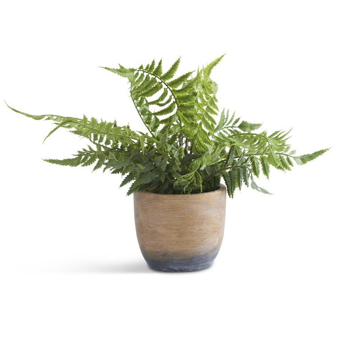 Fern in Patina Cement Pot - 12"