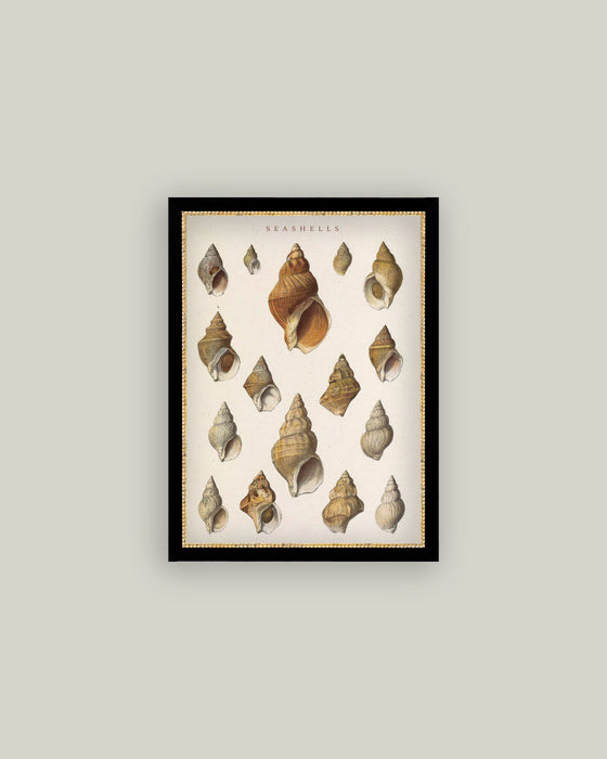 Seashells Conch Wall Art - 7x9