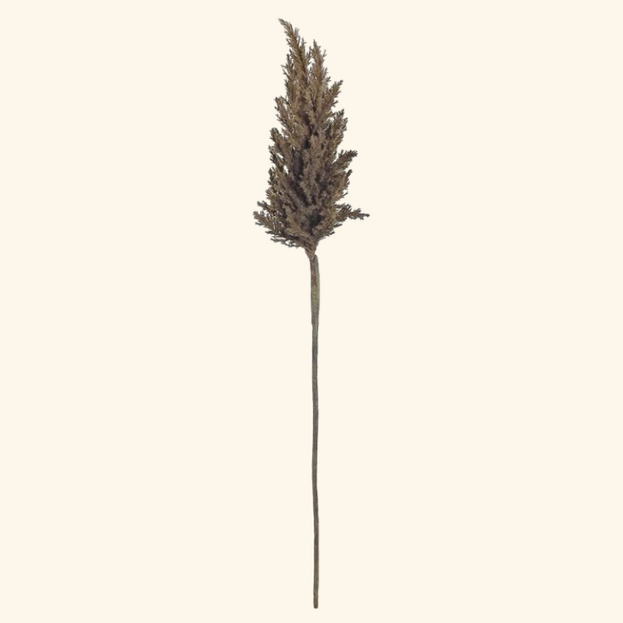 Dried Astilbe Spray - 36"