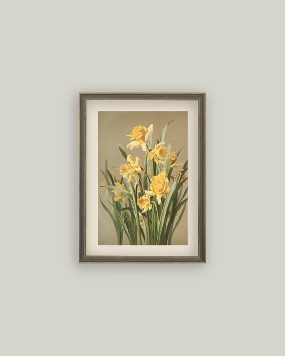 Yellow Daffodil Wall Art - 6x8