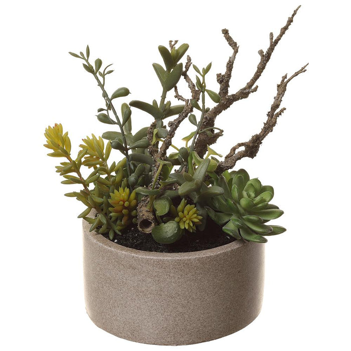 Succulent in Cement Pot - 11"