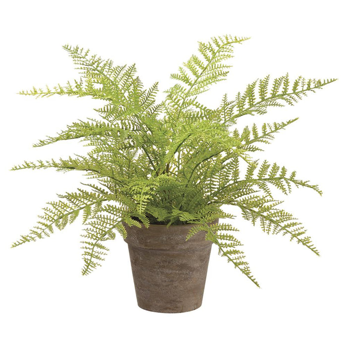 Soft Fern in Paper Mache Pot - 12"