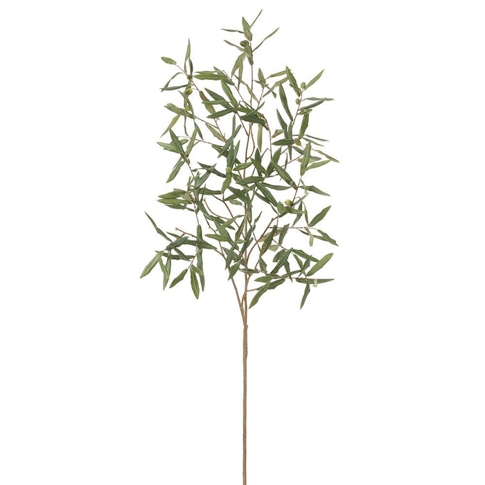 Olive Branch - 56"