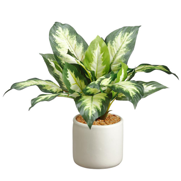 Dieffenbachia Plant in White Pot - 10"