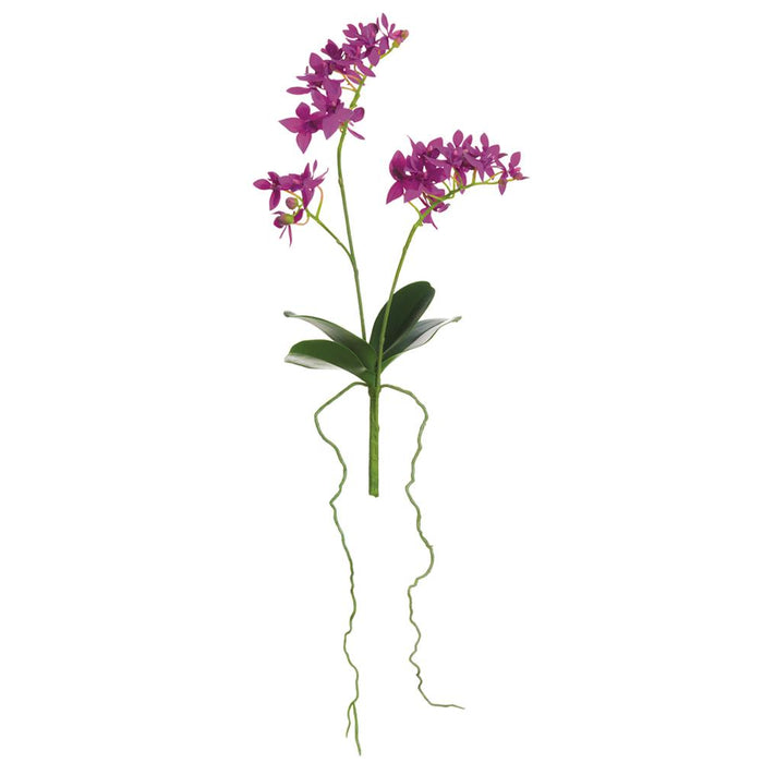 Purple Mini Phalaenopis Plant - 14"