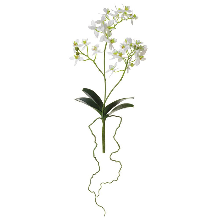 White Phalaenopsis Plant - 14"