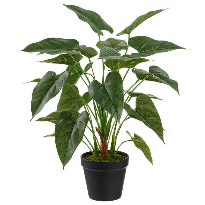 Alocasia Plant in Black Pot - 18"