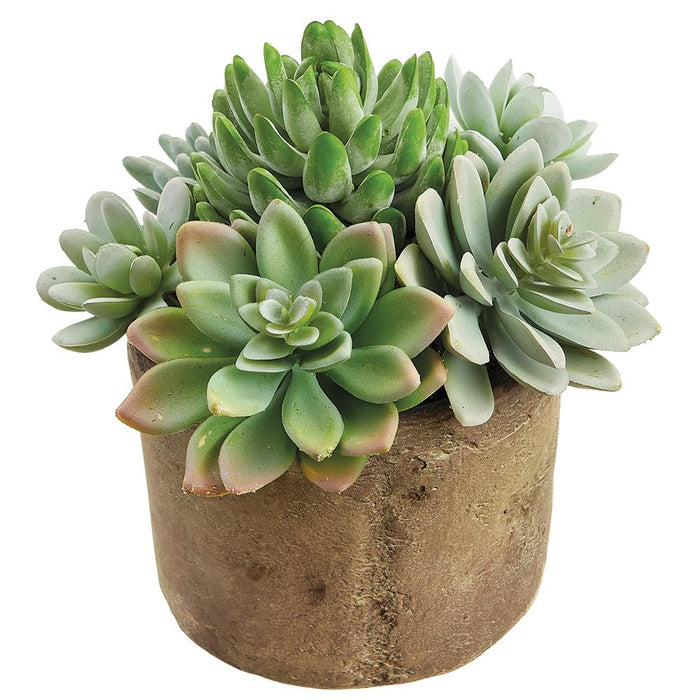 Succulents in Pot - 6.5"